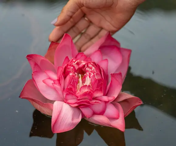 Ayurveda Healing and Wellness Blog Kerala